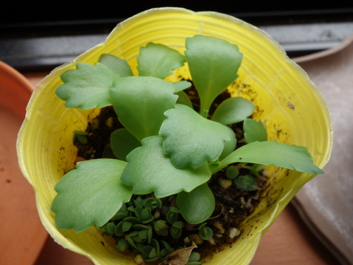 Kalanchoe Growing of 3rd Generation