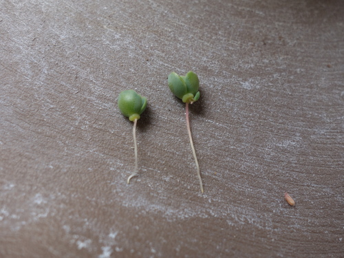 Kalanchoe Growing of 3rd Generation