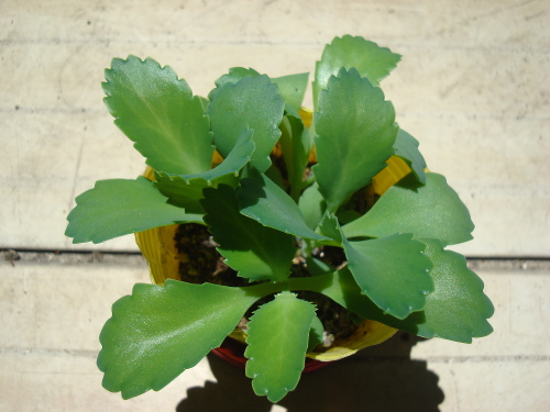 Kalanchoe Growing of 3rd Generation