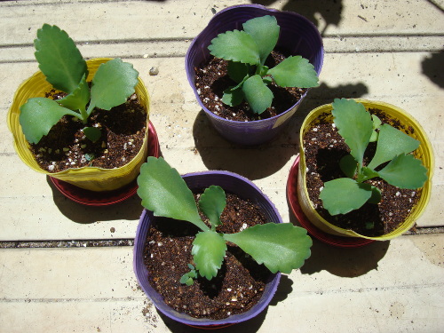 Kalanchoe Growing of 3rd Generation