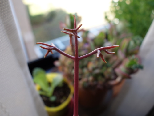 Kalanchoe Growing of 3rd Generation