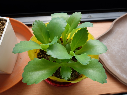 Kalanchoe Growing of 3rd Generation
