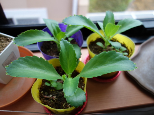 Kalanchoe Growing of 3rd Generation