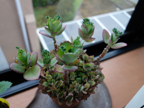 Kalanchoe Growing of 3rd Generation