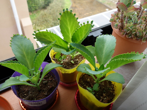 Kalanchoe Growing of 3rd Generation
