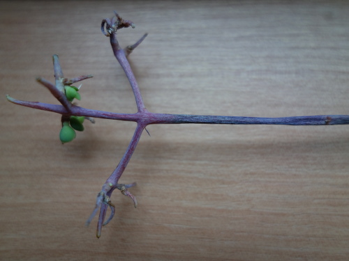 Kalanchoe Growing of 3rd Generation