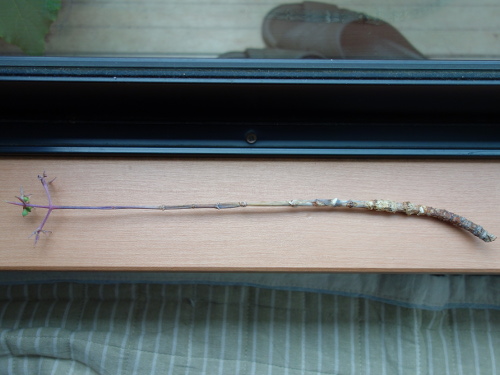 Kalanchoe Growing of 3rd Generation