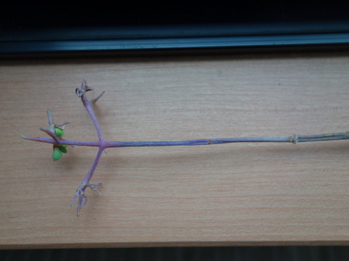 Kalanchoe Growing of 3rd Generation