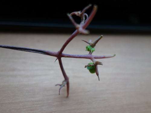 Kalanchoe Growing of 3rd Generation