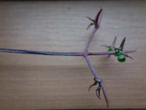 Kalanchoe Growing of 3rd Generation