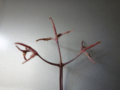 Kalanchoe Growing of 3rd Generation