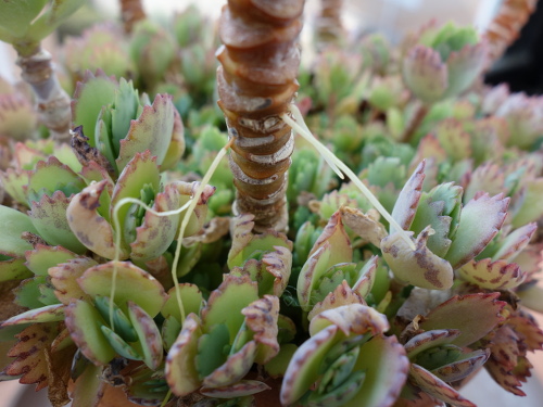 Kalanchoe Growing of 3rd Generation