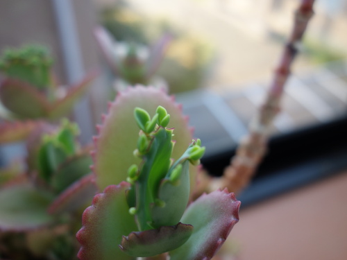 Kalanchoe Growing of 3rd Generation