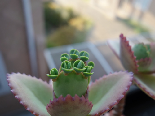 Kalanchoe Growing of 3rd Generation