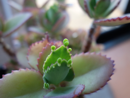 Kalanchoe Growing of 3rd Generation