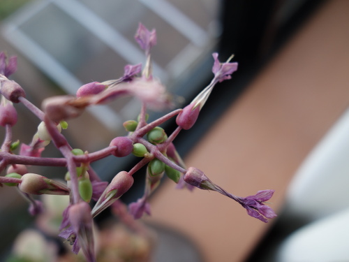 Kalanchoe Growing of 3rd Generation