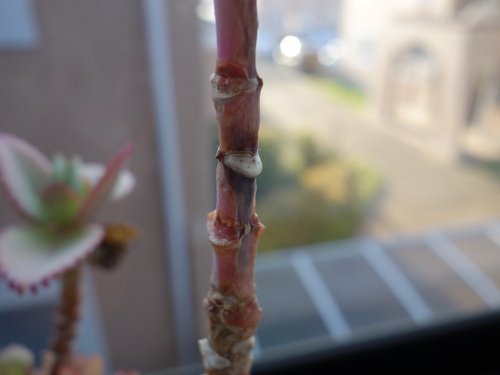 Kalanchoe Growing of 3rd Generation