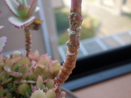 Kalanchoe Growing of 3rd Generation