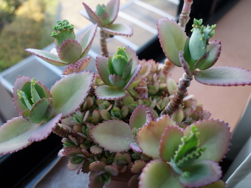 Kalanchoe Growing of 3rd Generation