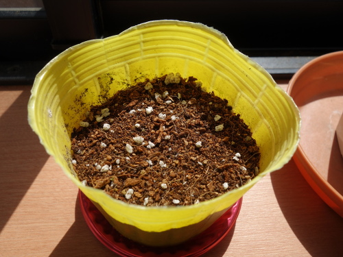 Kalanchoe Growing of 3rd Generation