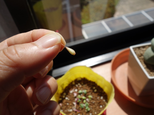 Kalanchoe Growing of 3rd Generation