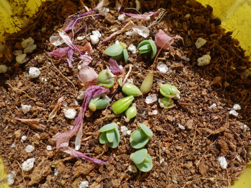 Kalanchoe Growing of 3rd Generation