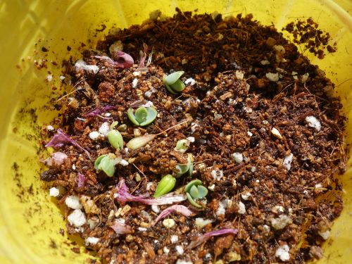 Kalanchoe Growing of 3rd Generation