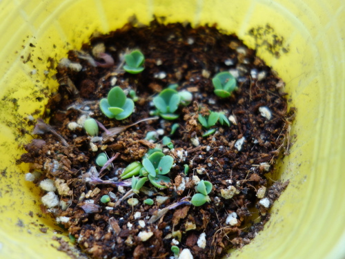 Kalanchoe Growing of 3rd Generation