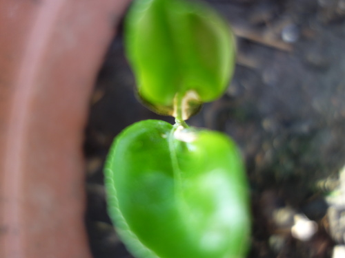 Kawachi Bankan Pomelo