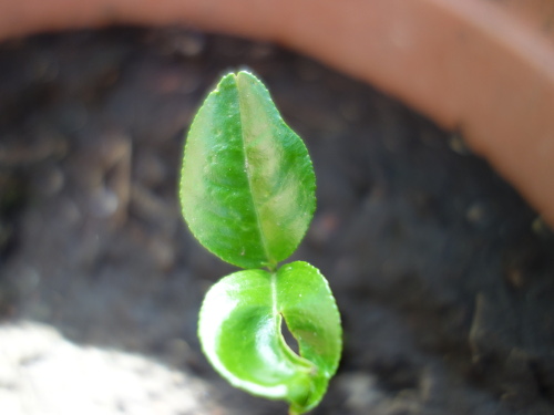 Kawachi Bankan Pomelo