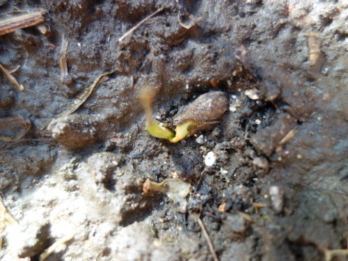 Kawachi Bankan Pomelo