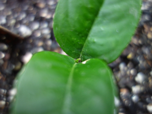 Kawachi Bankan Pomelo