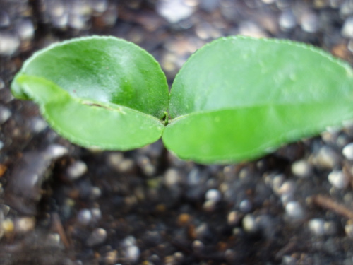 Kawachi Bankan Pomelo