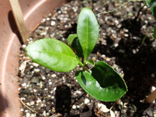 Kawachi Bankan Pomelo