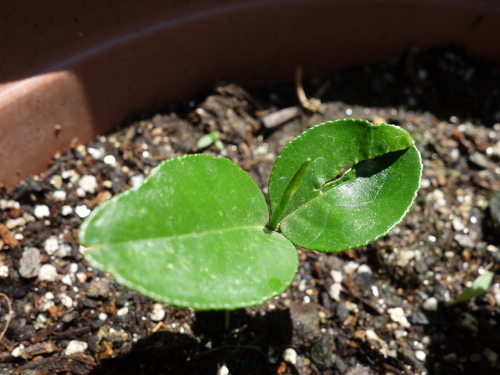 Kawachi Bankan Pomelo