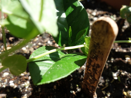 Kawachi Bankan Pomelo