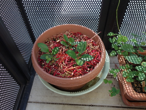 Kawachi Bankan Pomelo