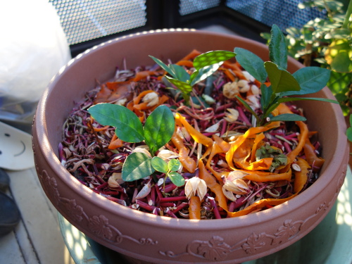 Kawachi Bankan Pomelo