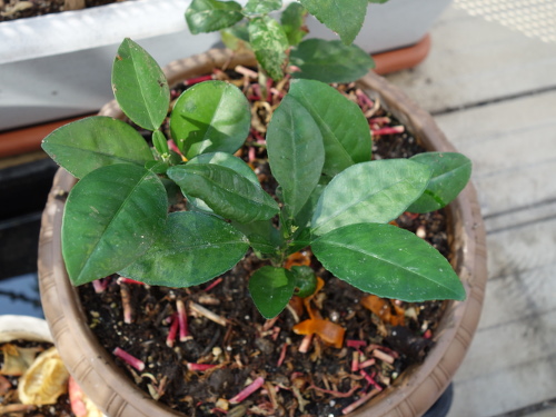 河内晩柑の実生