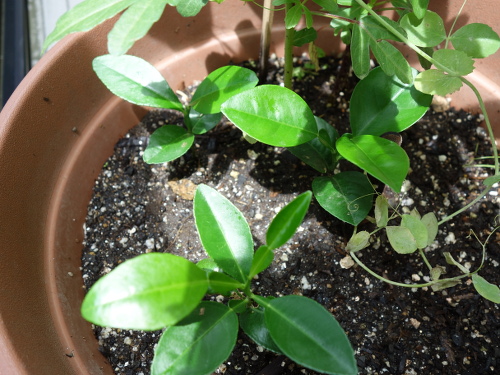 Kawachi Bankan Pomelo