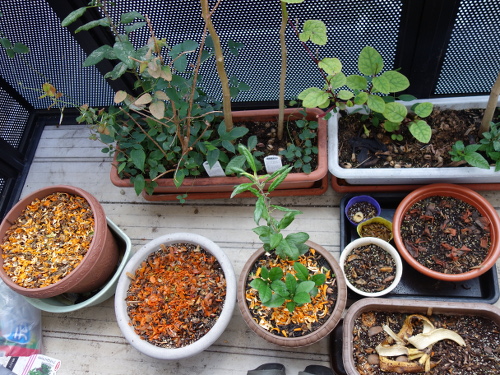 河内晩柑の実生