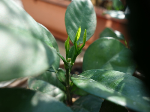 河内晩柑の実生