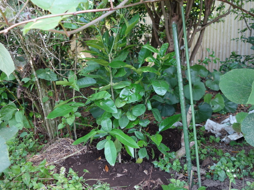 河内晩柑の実生