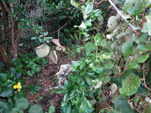 河内晩柑の実生