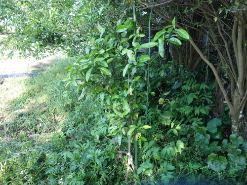 河内晩柑の実生