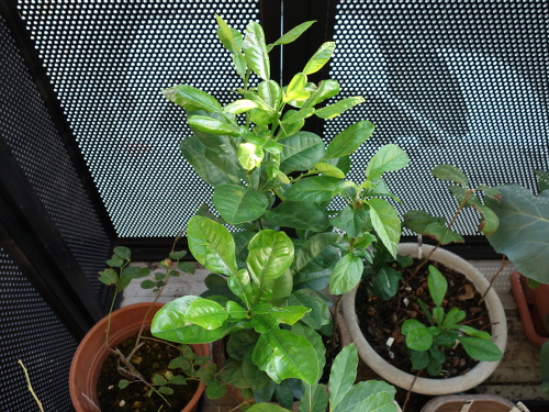 河内晩柑の実生