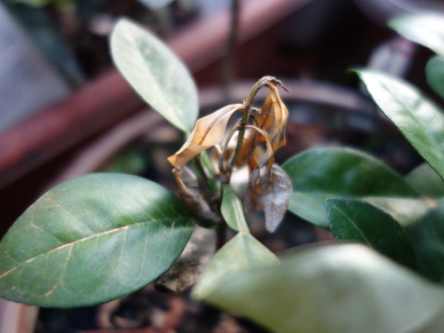 河内晩柑の実生