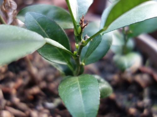 河内晩柑の実生