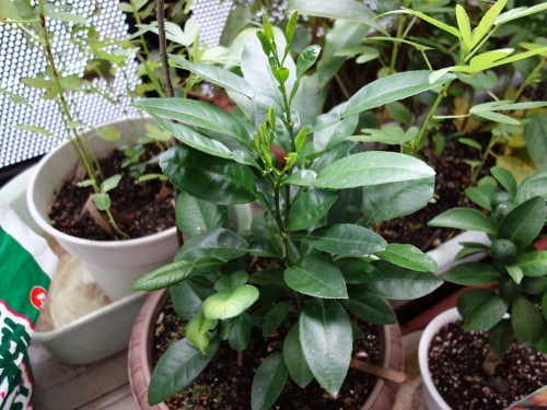 河内晩柑の実生