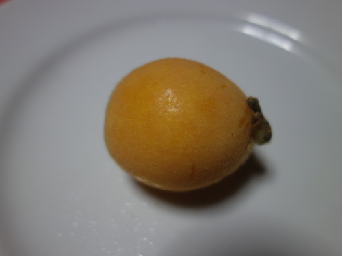 Loquat